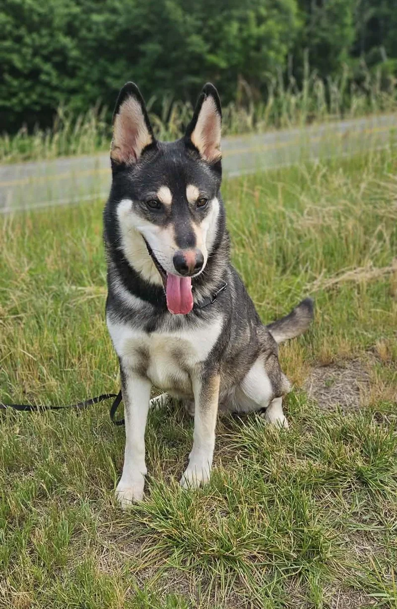 An adult large-sized male Mixed Breed dog named Caruso for adoption in Northwood, NH