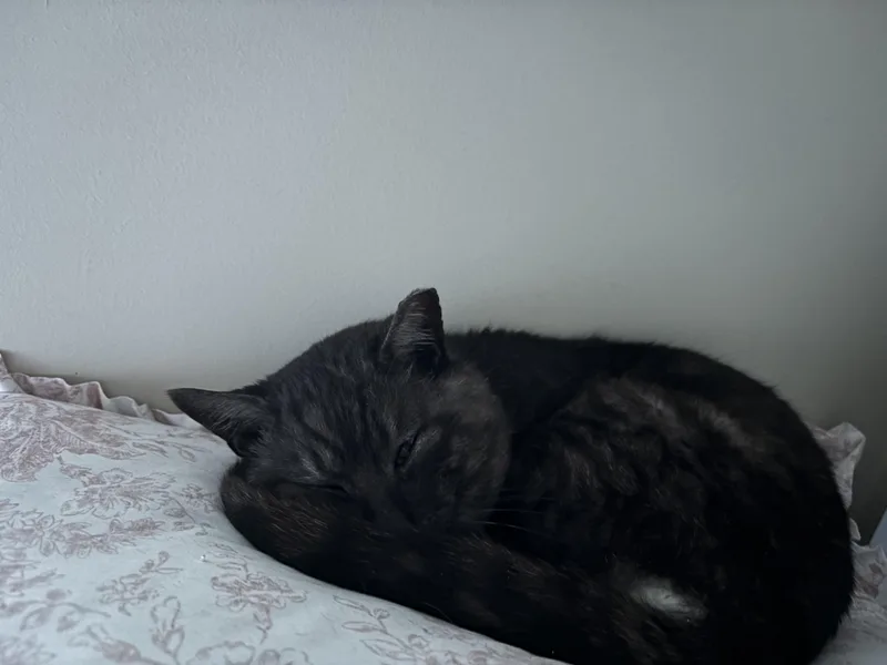 An adult medium-sized male Domestic Short Hair cat named Blade for adoption in Charlotte, NC