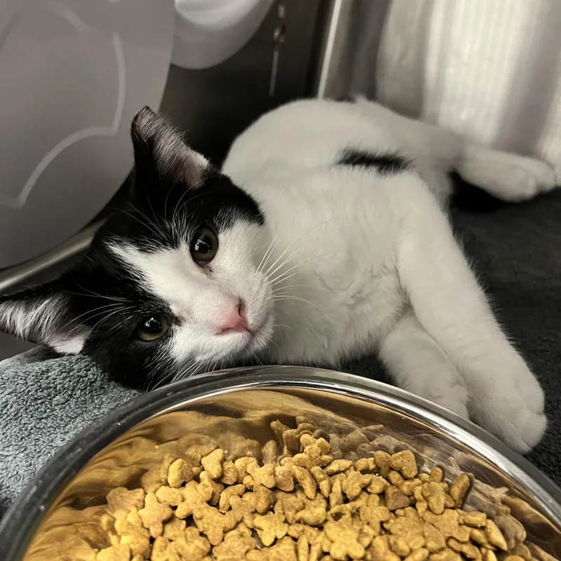 A baby small-sized male White Domestic Short Hair cat named Benedict for adoption in Oneonta, NY