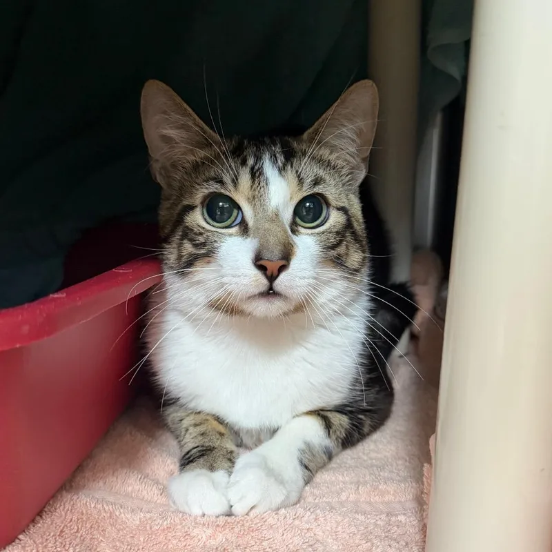 A young medium-sized male White Domestic Short Hair cat named "McCoy" for adoption in Perkiomenville, PA