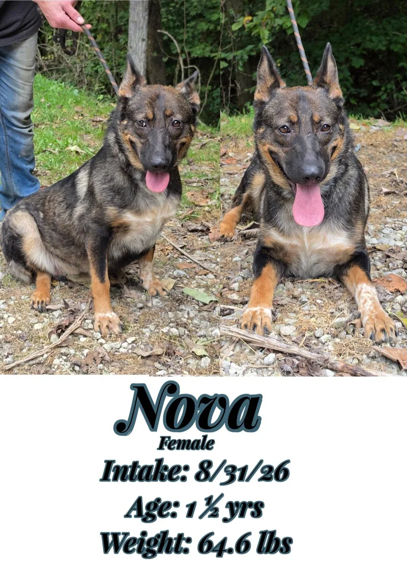 Nova