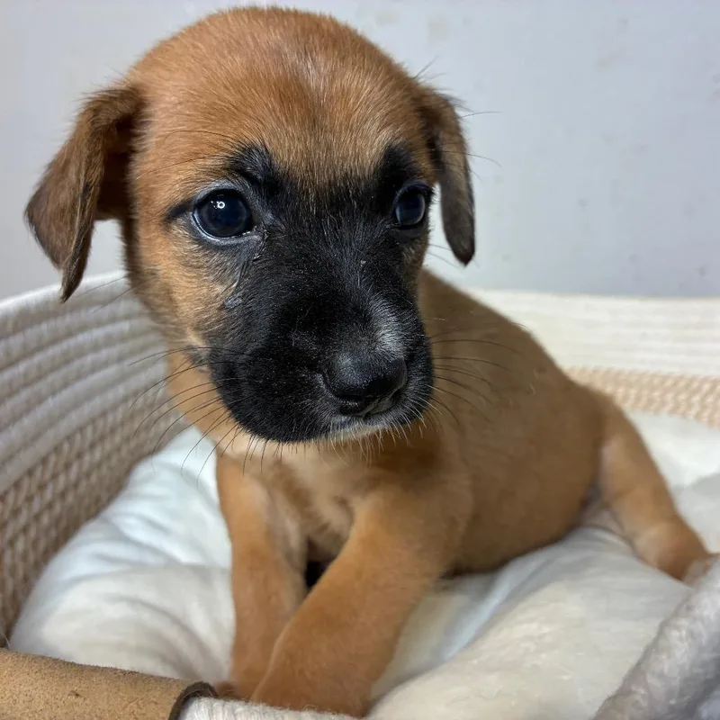 Piper