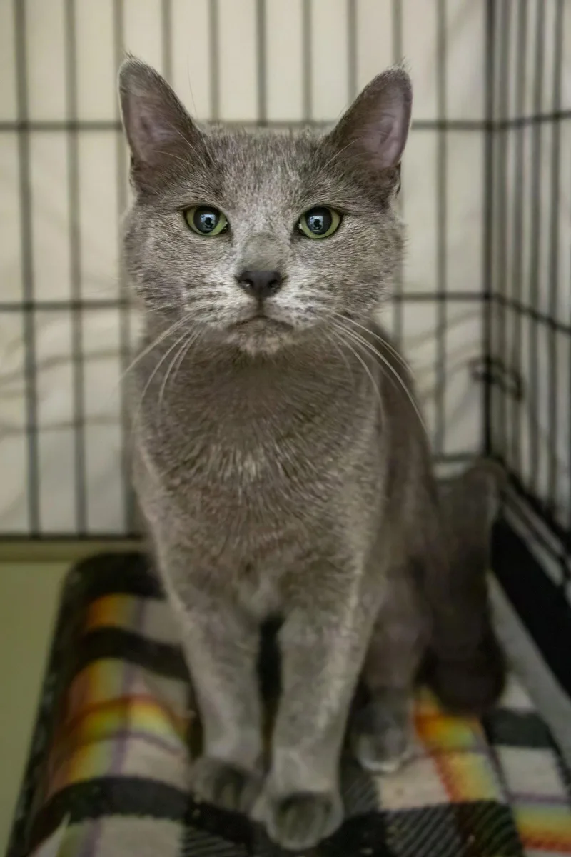 Lady Grey thumbnail 3