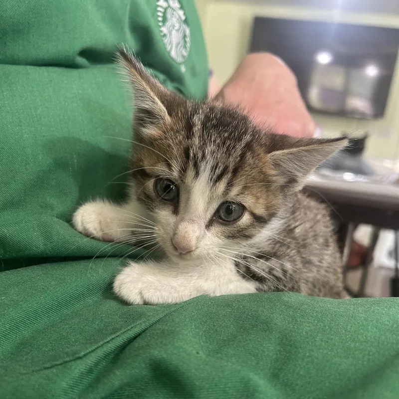 A baby small-sized male Brown / Chocolate Domestic Medium Hair cat named Elliot for adoption in San Antonio, TX