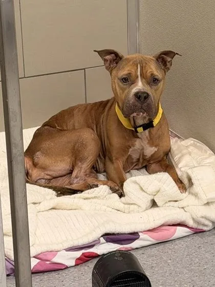 An adult medium-sized female Yellow / Tan / Blond / Fawn Pit Bull Terrier dog named Josie Fritos for adoption in Cleveland, OH