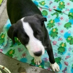 A baby small-sized female Labrador Retriever dog named Buttercup  Stray Hold for adoption in Spokane, WA