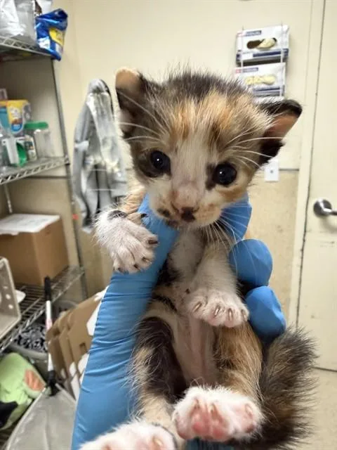A baby small-sized female Domestic Short Hair cat named Daphne for adoption in Riverside, CA