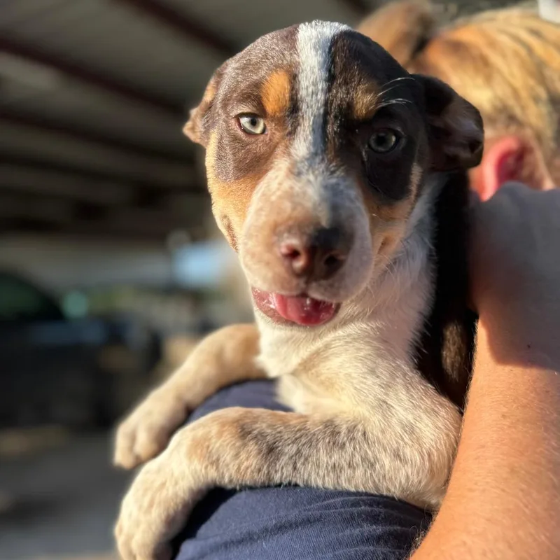 A baby medium-sized male Tricolor (Brown, Black, & White) Australian Shepherd dog named Ronald for adoption in Monticello, IA