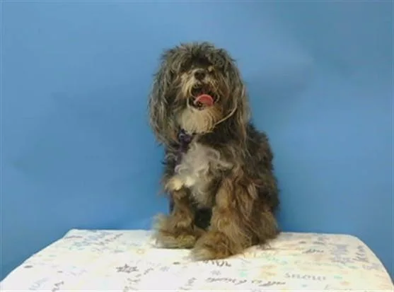 A senior medium-sized female Terrier dog named Zoey for adoption in Gardena, CA