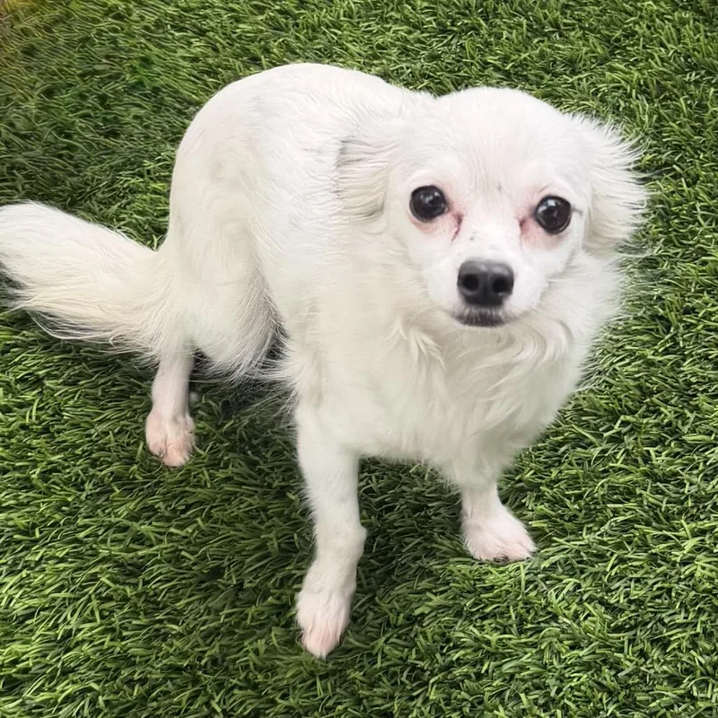 An adult small-sized female White / Cream Chihuahua dog named Gemma for adoption in Las Vegas, NV