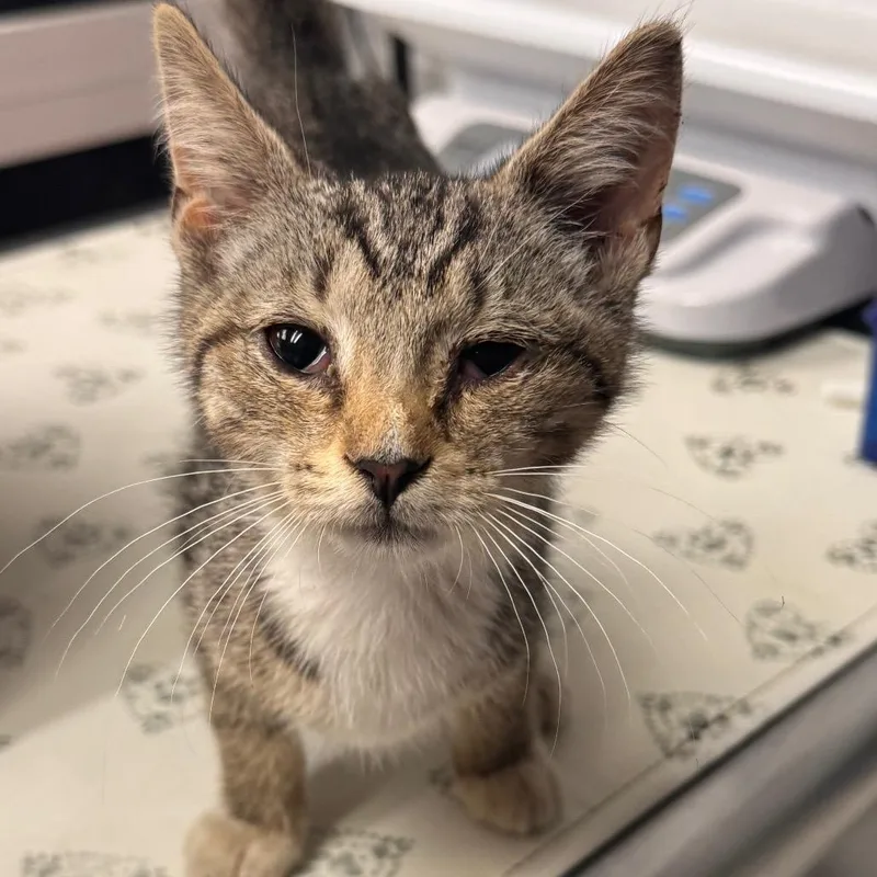 A baby small-sized male Brown / Chocolate Domestic Short Hair cat named Magellan for adoption in Birdsboro, PA