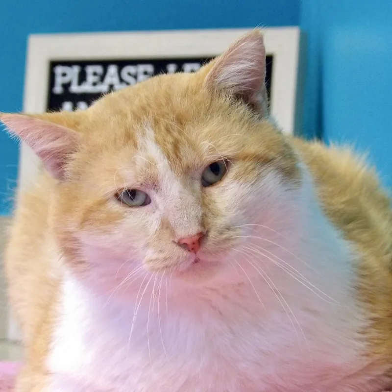 A senior extra large-sized male Domestic Short Hair cat named Ichigo for adoption in Newark, NJ
