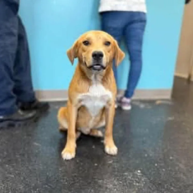 An adult medium-sized male Yellow / Tan / Blond / Fawn Beagle dog named Charlie for adoption in Alexandria, VA