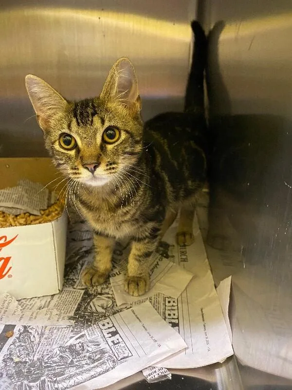 A young medium-sized male Domestic Short Hair cat named Mancala for adoption in Jackson, TN