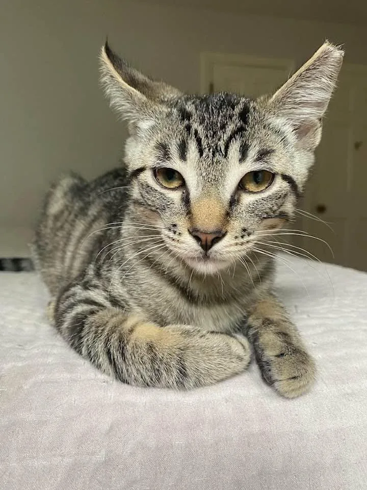 A baby medium-sized male Tabby (Brown / Chocolate) Domestic Short Hair cat named Ricky for adoption in Cleveland, OH