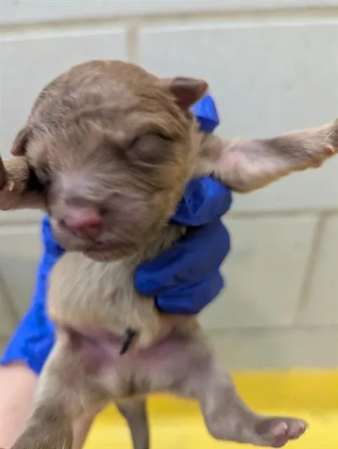 A baby small-sized male Mixed Breed dog named Sonny for adoption in Dallas, TX