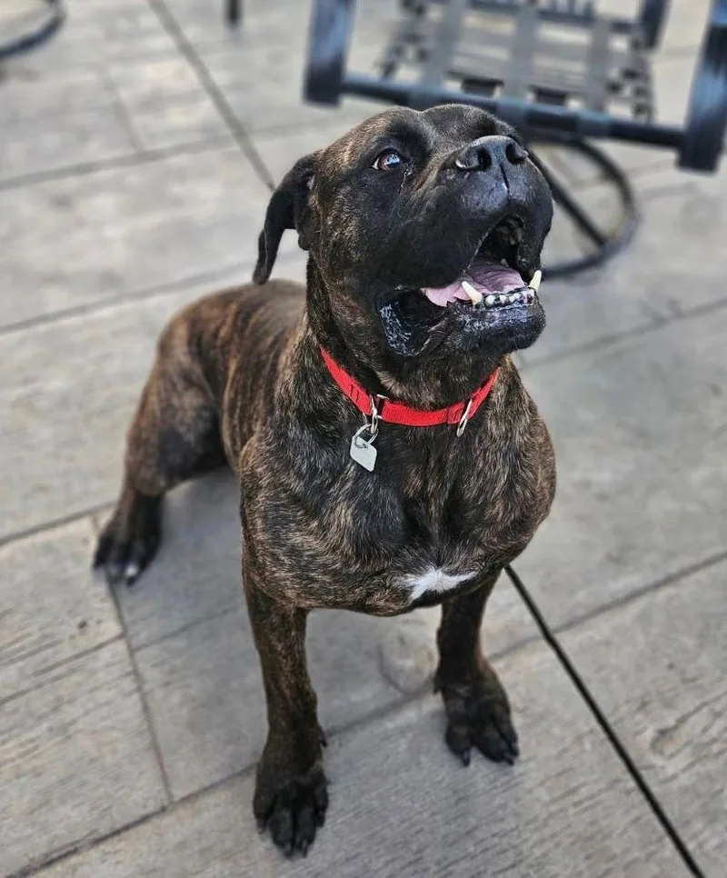 An adult large-sized female Brindle Bullmastiff dog named Betty for adoption in Barrington, IL