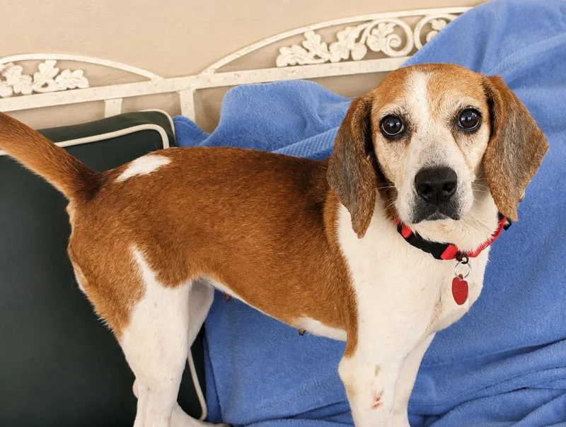 An adult small-sized female Beagle dog named Cardi for adoption in Dunnellon, FL