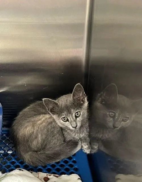 A baby small-sized female Dilute Tortoiseshell Domestic Short Hair cat named Serenity for adoption in Jackson, LA