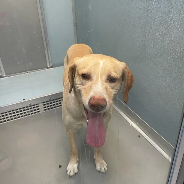 An adult medium-sized male Labrador Retriever dog named Tunafish for adoption in Des Moines, IA