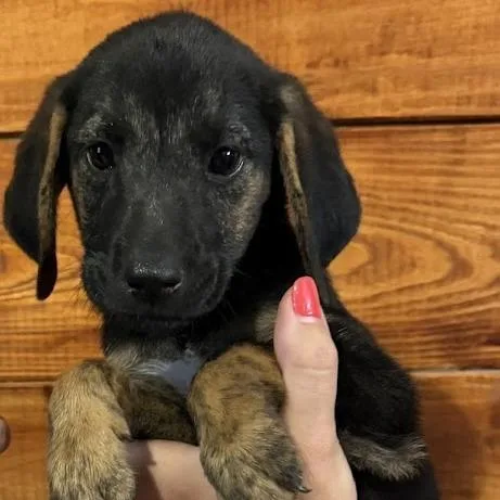 A baby small-sized female Brindle Australian Shepherd dog named Barbecue for adoption in North Charleston, SC