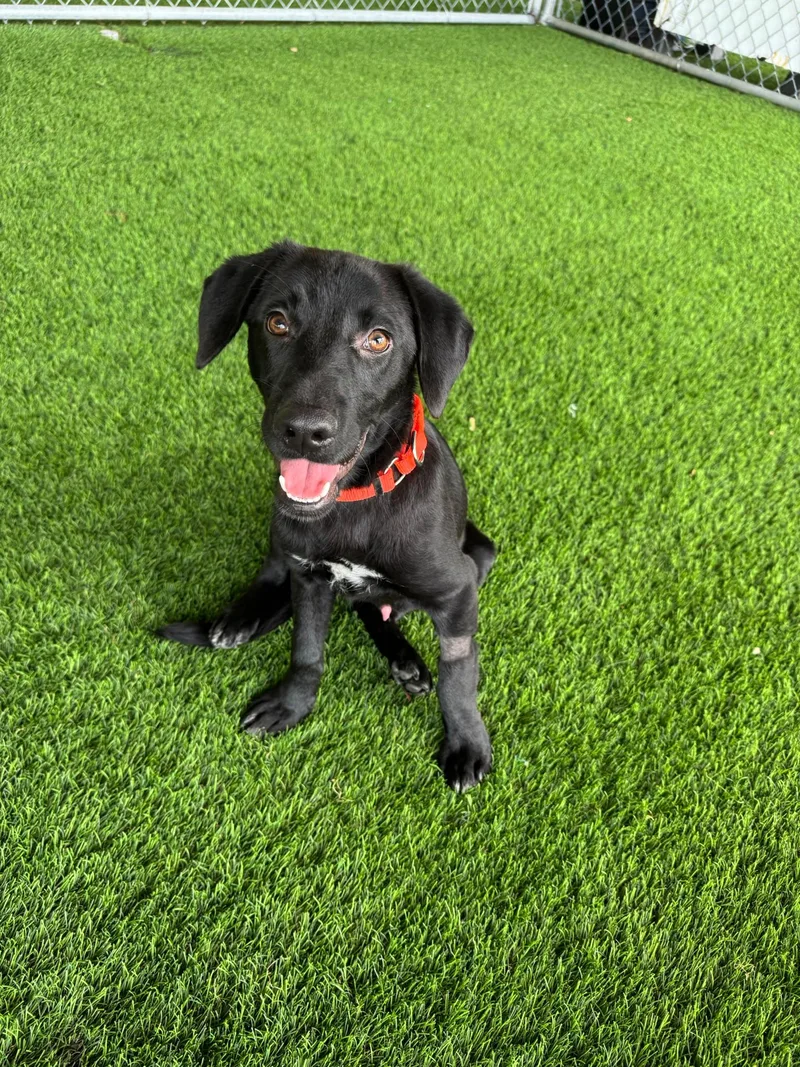 A baby medium-sized male Black Labrador Retriever dog named Jace for adoption in Brooklyn, NY