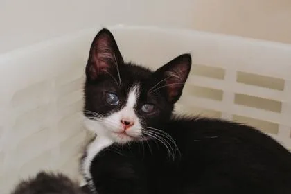 A baby small-sized male Domestic Short Hair cat named a Elton John for adoption in North Charleston, SC