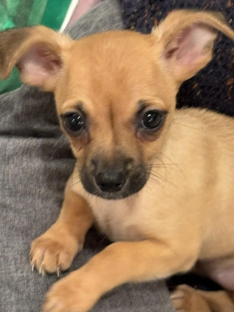 A baby small-sized female Brown / Chocolate Dachshund dog named Zayla for adoption in Littleton, CO