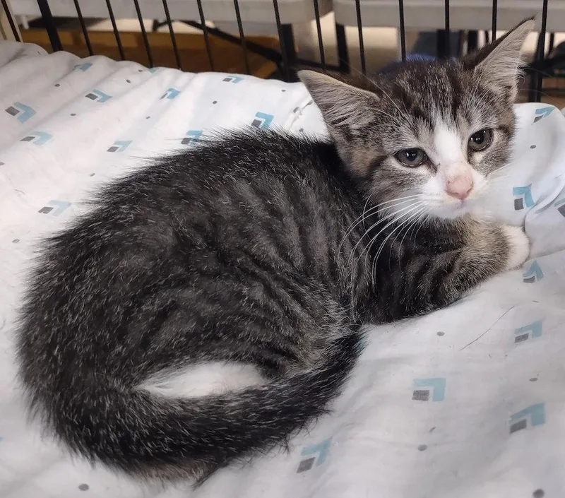 A baby medium-sized male Domestic Short Hair cat named Hedgewig for adoption in Albemarle, NC