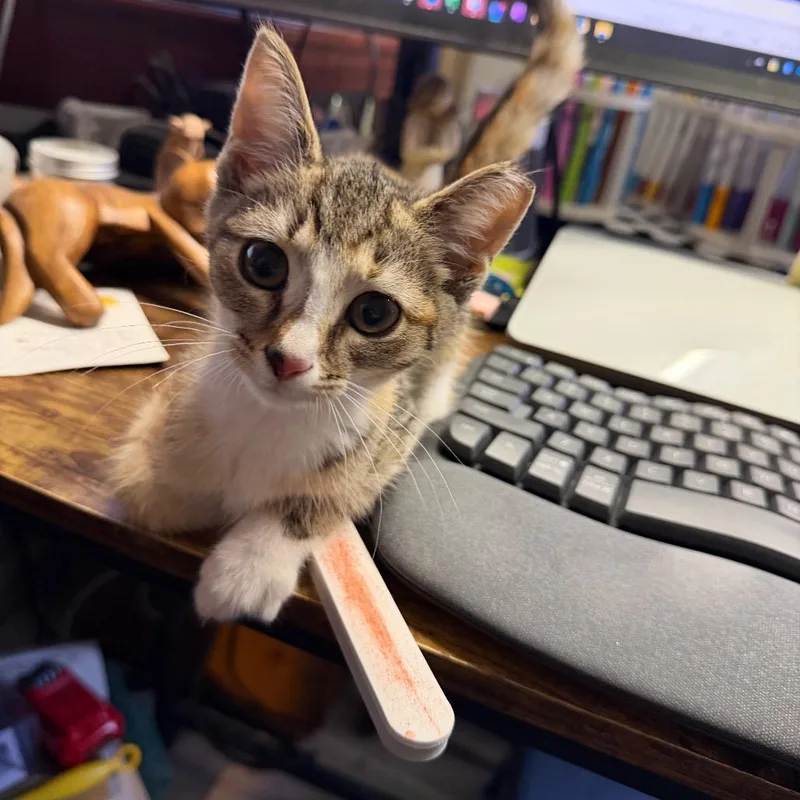 A baby small-sized female Calico Domestic Short Hair cat named Jenny Piccolo Willingham for adoption in Toms Brook, VA