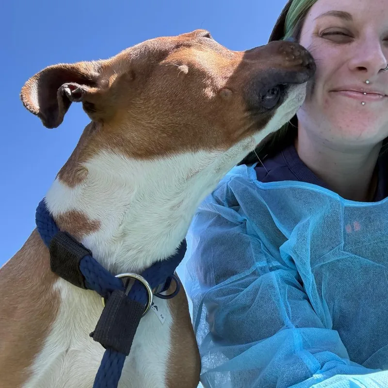 An adult medium-sized female Yellow / Tan / Blond / Fawn Pit Bull Terrier dog named Pulitzer for adoption in Philadelphia, PA