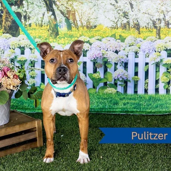 Pulitzer thumbnail 2