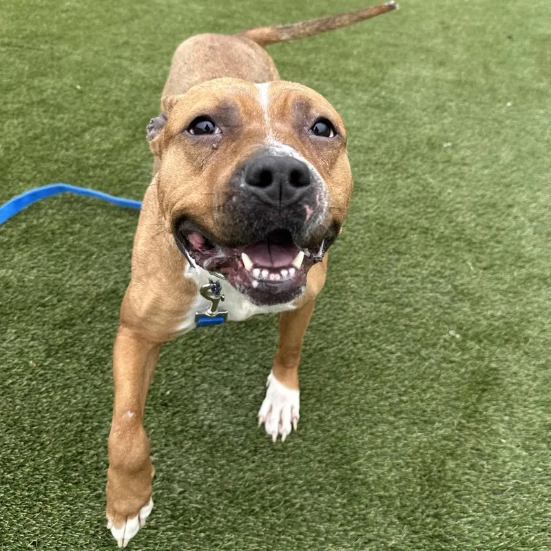 Pulitzer thumbnail 4