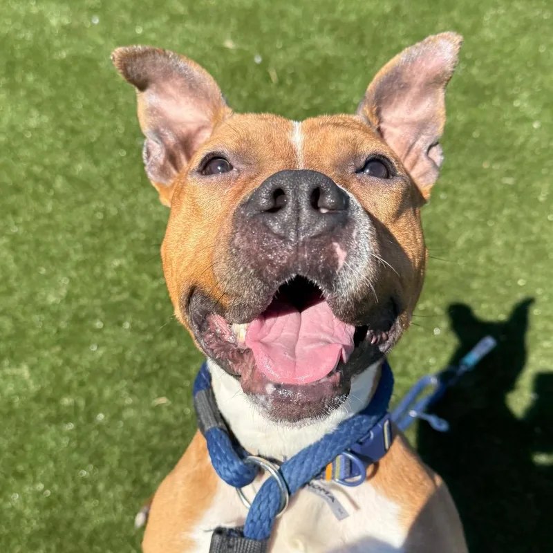 Pulitzer thumbnail 6