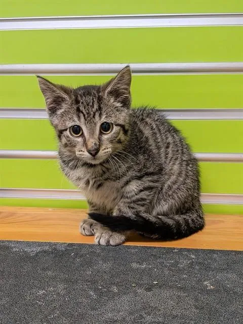A baby small-sized male Domestic Short Hair cat named Fergus for adoption in Saint Peters, MO