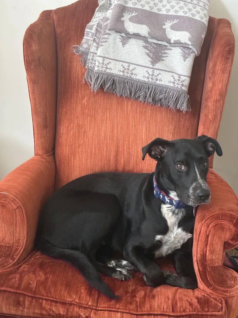 A young medium-sized male Black Labrador Retriever dog named Moose for adoption in Unionville, CT
