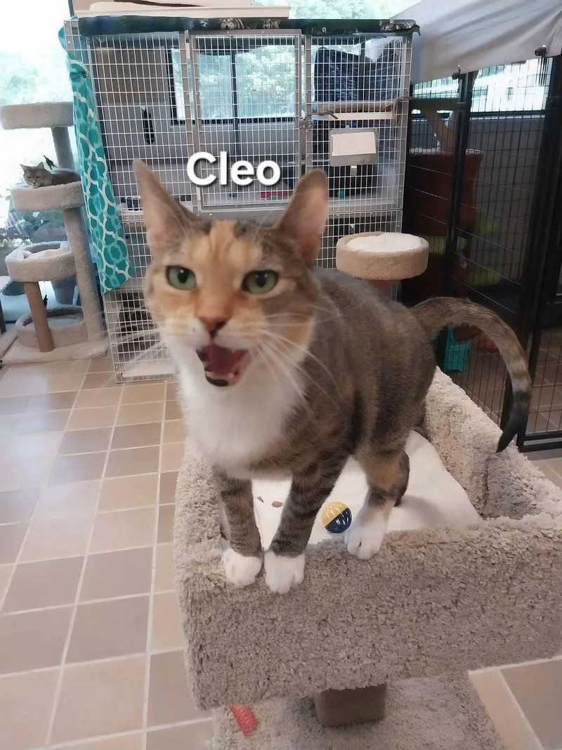 An adult medium-sized female Torbie Domestic Short Hair cat named Cleo for adoption in Temple, PA