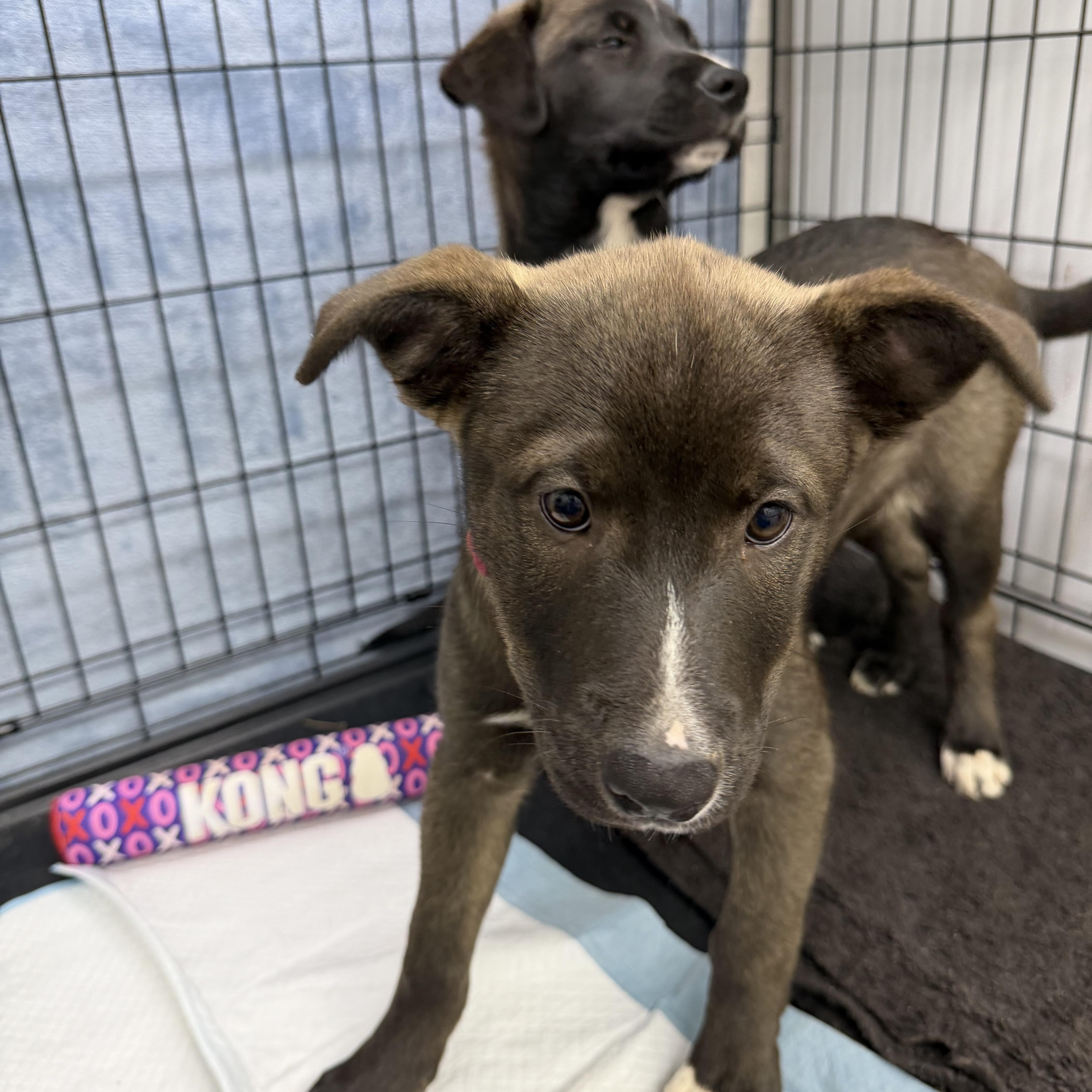 A baby medium-sized male Black Border Collie dog named Harold for adoption in Sonora, CA