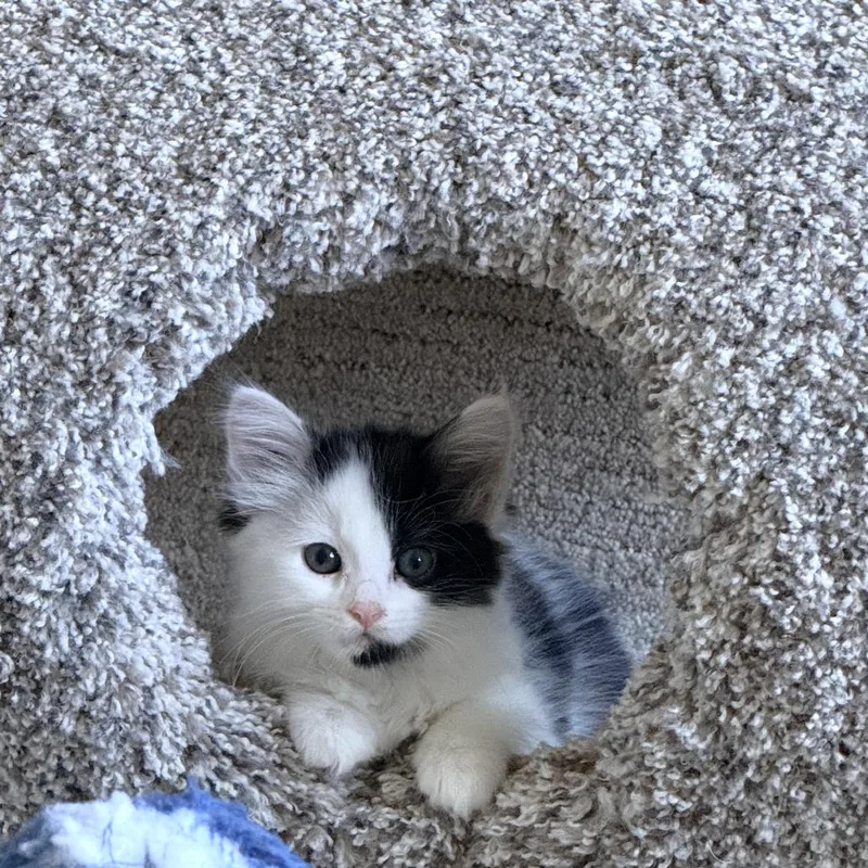 Cannoli