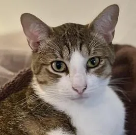 An adult medium-sized male Tabby cat named Julian for adoption in Liverpool, TX