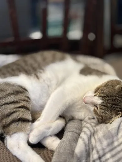 Julian thumbnail 6