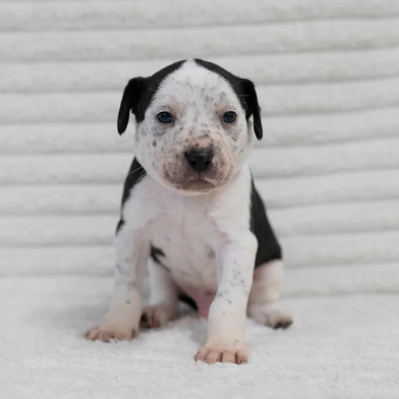 A baby small-sized male White / Cream Australian Cattle Dog / Blue Heeler dog named Rufus for adoption in Fulton, MO