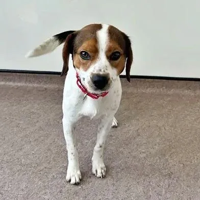 An adult medium-sized male White / Cream Beagle dog named Todd for adoption in Saint Louis, MO