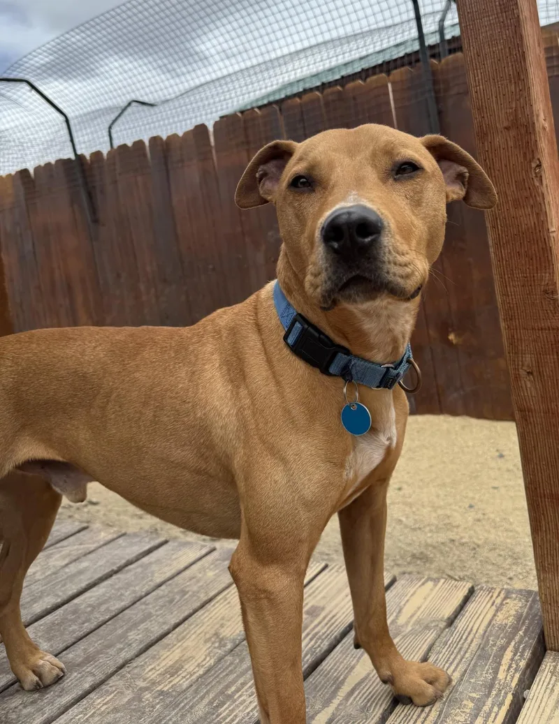 An adult large-sized male Pit Bull Terrier dog named Axel for adoption in Stagecoach, NV