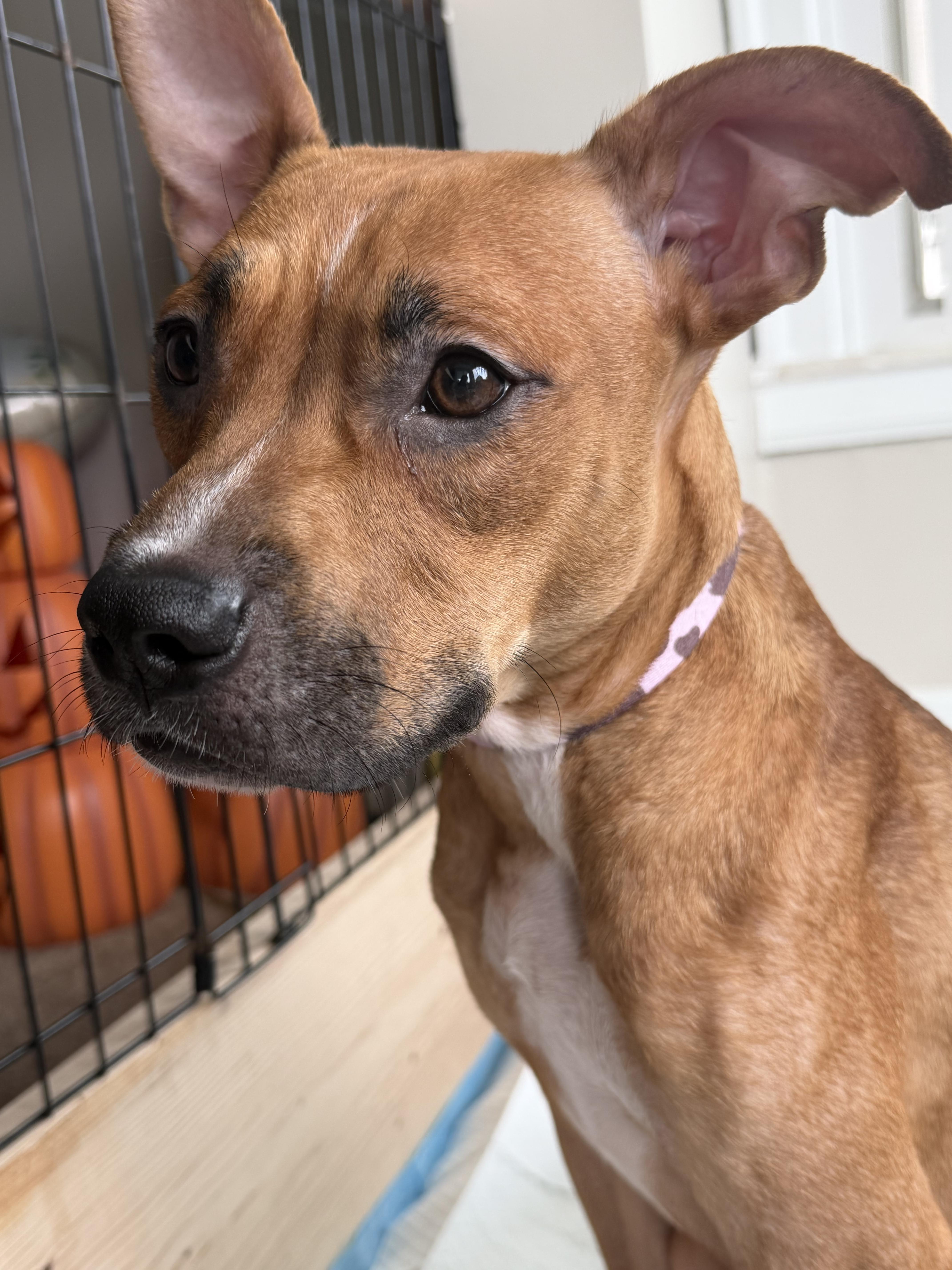 A young medium-sized female Pit Bull Terrier dog named Delilah for adoption in St. Clair Shores, MI