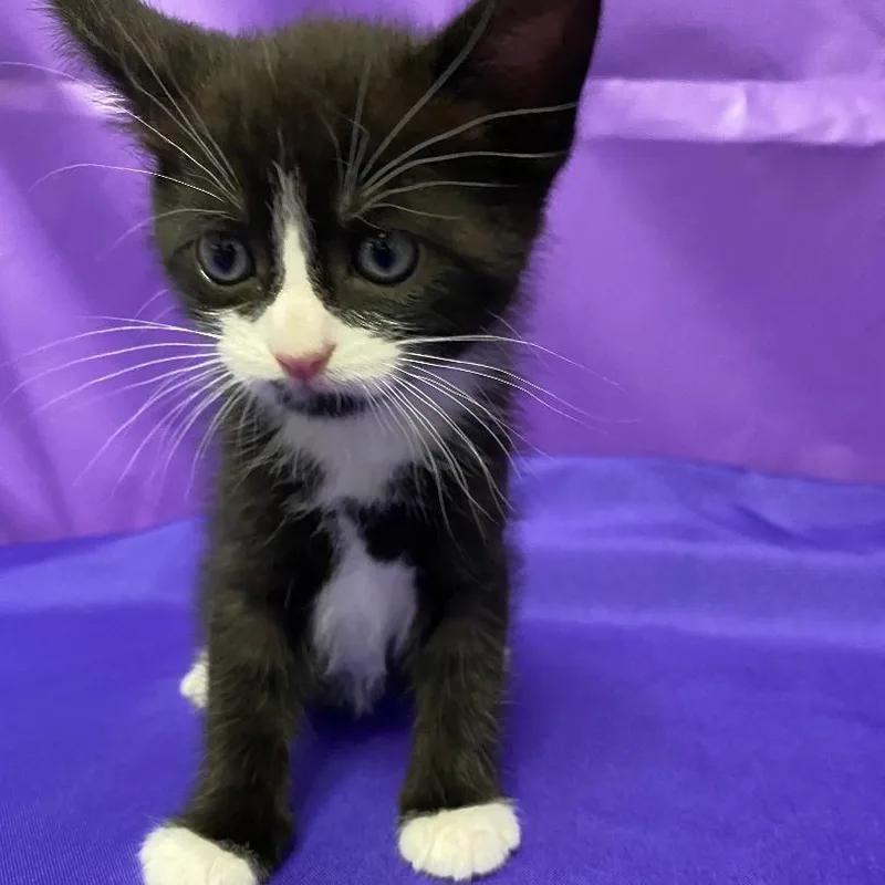 A baby small-sized male Black Domestic Medium Hair cat named Balbina for adoption in North Myrtle Beach, SC