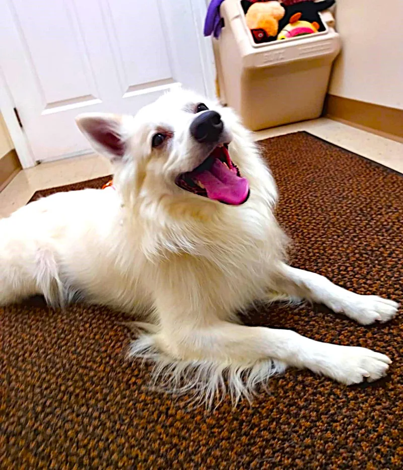A young medium-sized male White / Cream American Eskimo Dog dog named Max for adoption in Falls Creek, PA