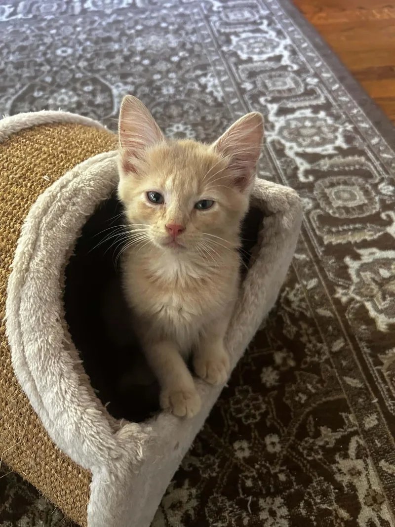 A young small-sized male Buff / Tan / Fawn Domestic Short Hair cat named Finley for adoption in Norfolk, VA