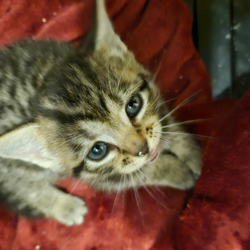 A baby small-sized female Brown / Chocolate Domestic Short Hair cat named Alexia for adoption in Ringtown, PA
