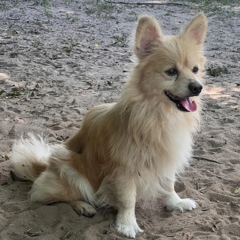Patches O'Houlihan